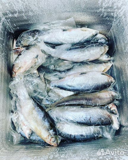 Рыба Пелядь ангарская