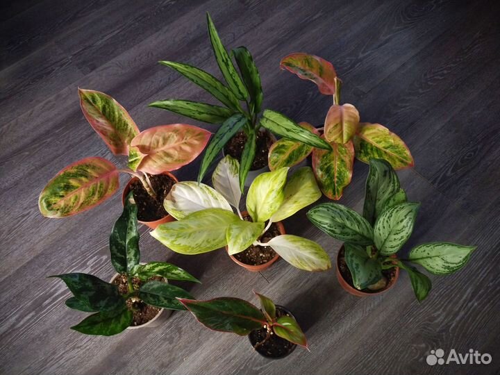 Сортовые Аглаонемы