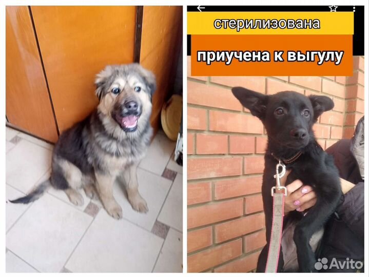 Щенки собачки привезём