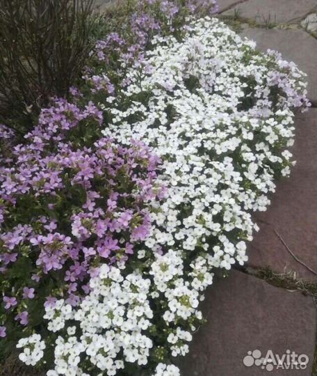 Многолетние цветы