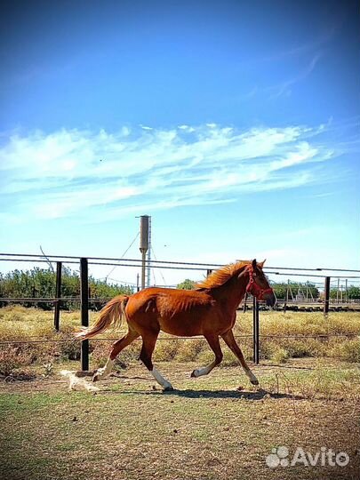 Продам лошадь