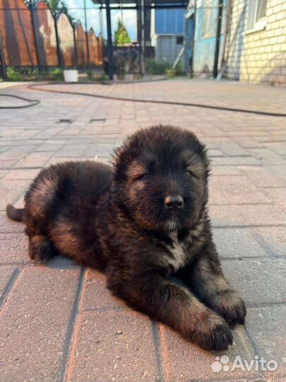 Кавказская овчарка продажа щенков