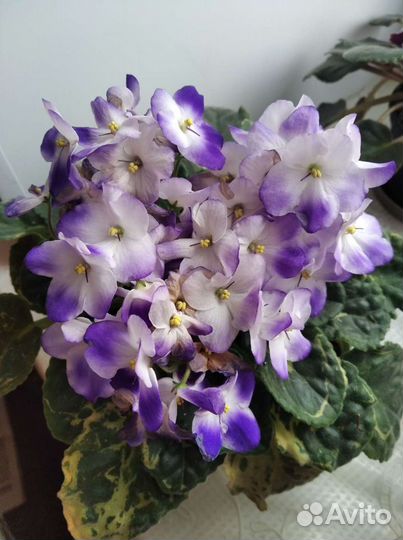 Сортовые фиалки