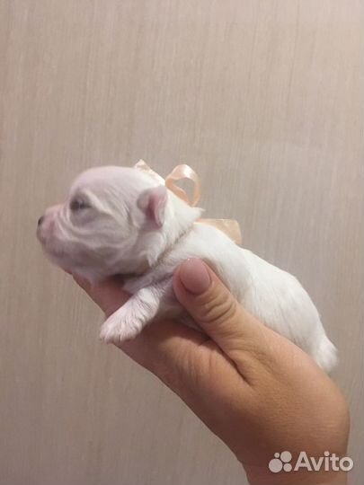 Мальтезе mini болонки