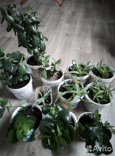 Алоэ, толстянка(денежное дерево)