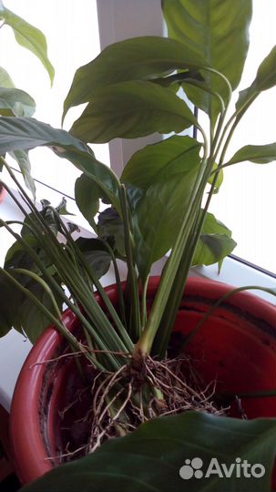 Спатифиллум