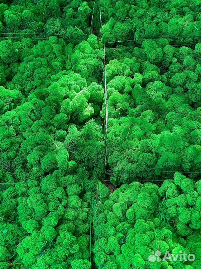 Стабилизированный мох для дизайна, 500г, цвет