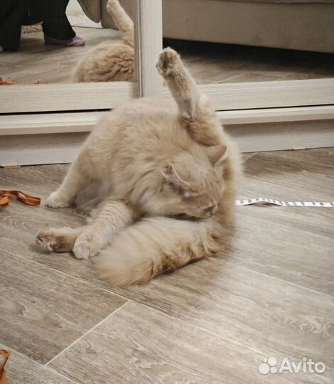 Нашелся кот