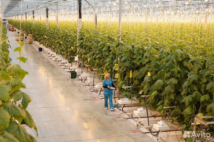 Разнорабочий овощевод оплата ежедневно