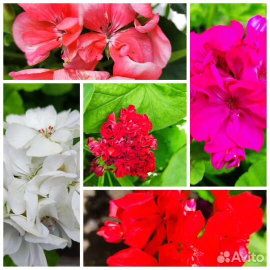 Фиалки, Фикусы, Цикламены, Аглаонема, Пеларгонии