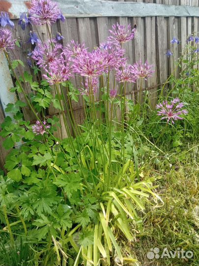 Луковицы декоративного лука