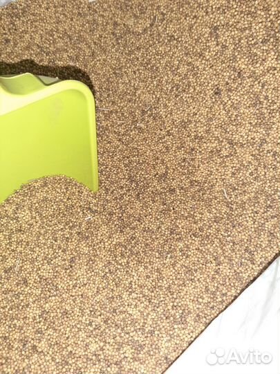 Горчица семена