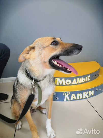 Я очень хочу в семью