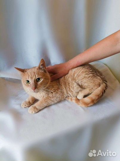 Рыжий котик