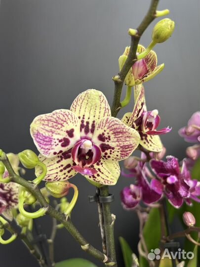Орхидея фаленопсис