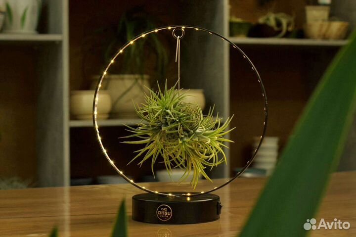 Флорариум суккуленты