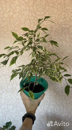 Фикусы Бенджамина