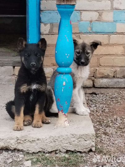 Домашние животные собаки бесплатно