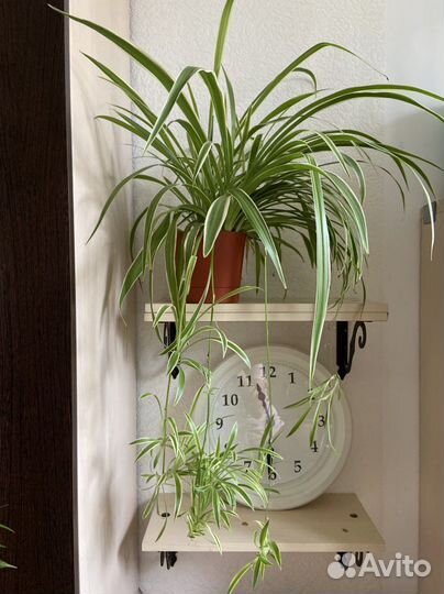 Хлорофитум