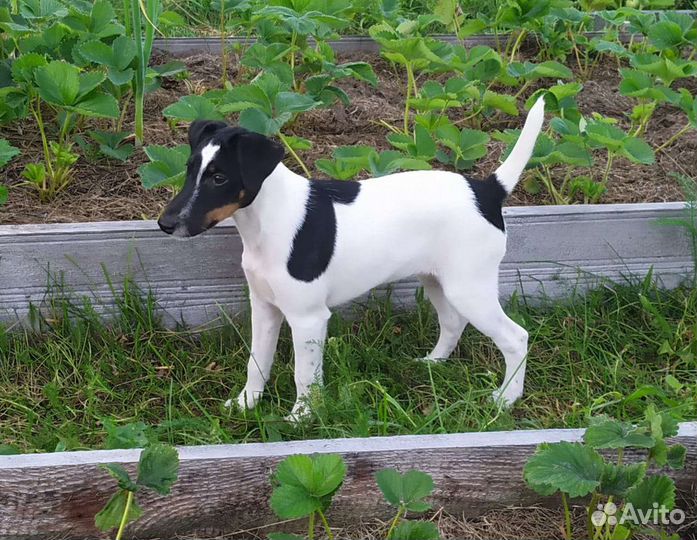 Фокстерьер