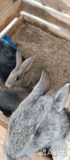 Продажа кроликов