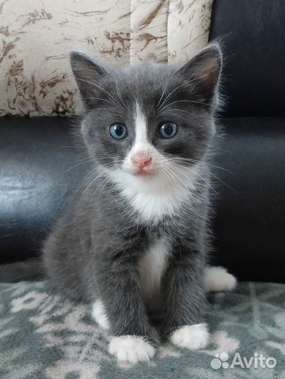 Котята