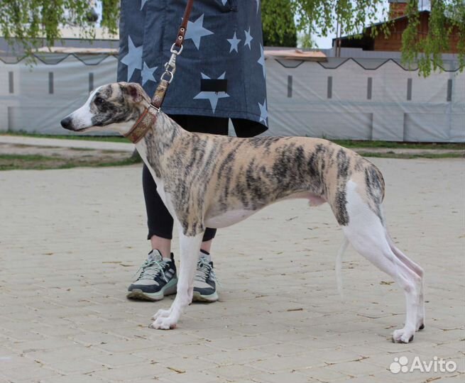 Щенок уиппета