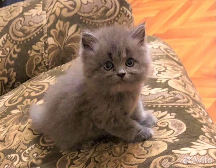 Полуперсы котята фото Котята от персов, полуперсов, сибирских, мышеловы в Орехово-Зуево