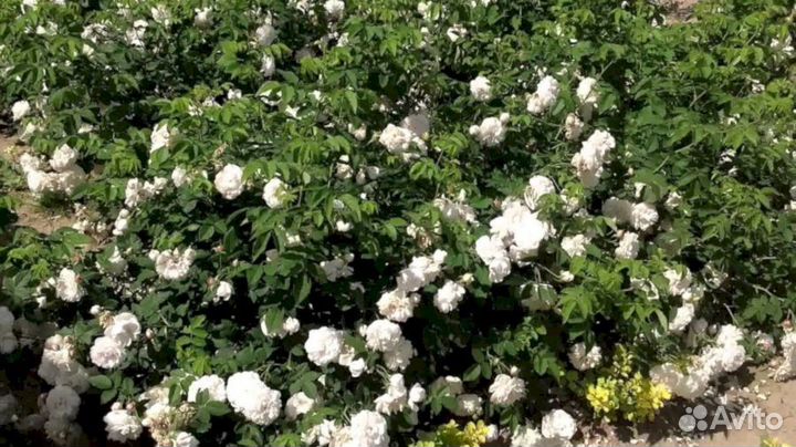 Саженцы роз Сновит