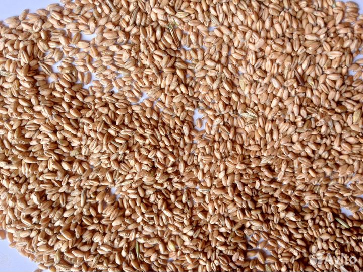 Зерно пшеница мягкая