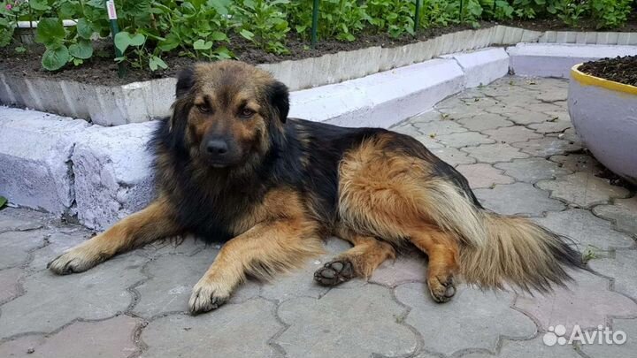 Собака в добрые руки