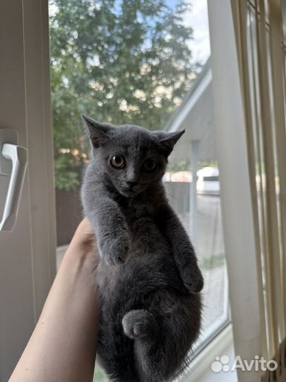 Британская кошка