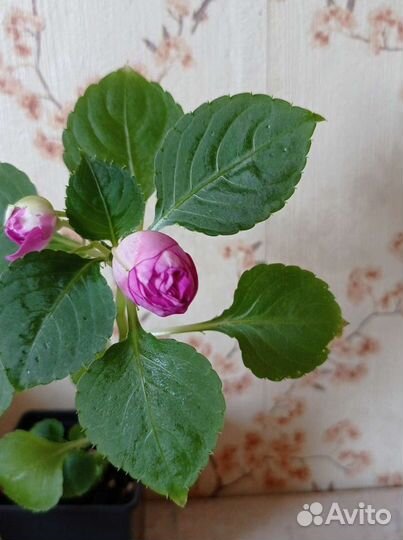 Продам цветы Бальзамины комнатные