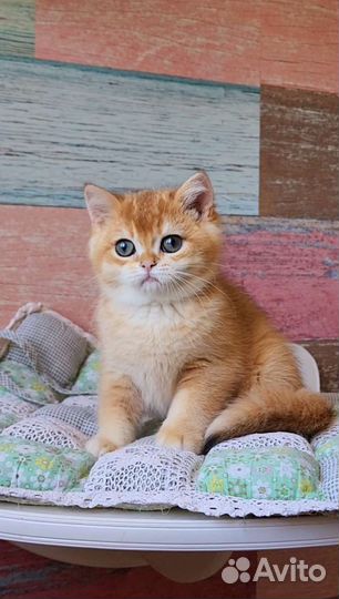 Кошка британская шиншилла