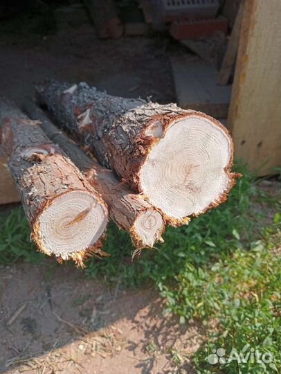 Спилы срезы можжевельника