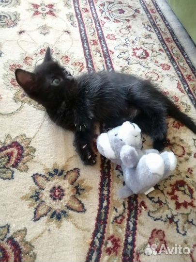 Кошка