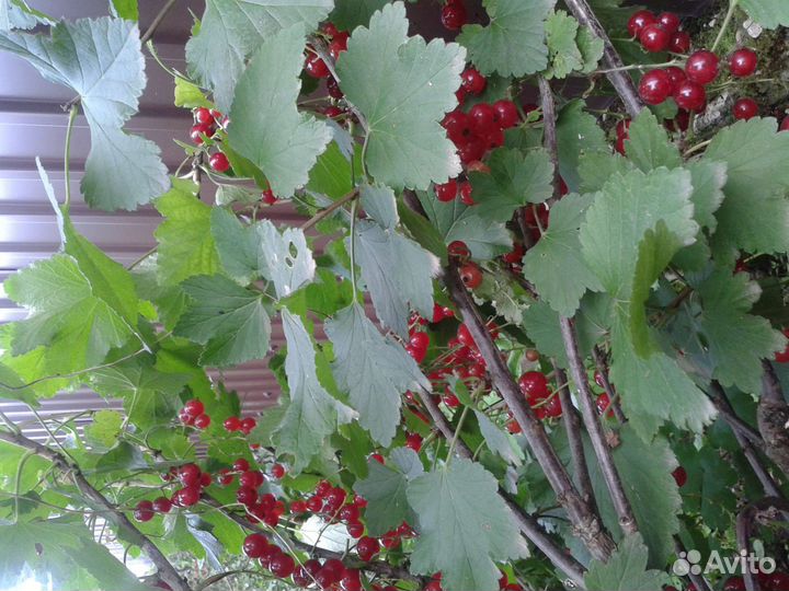 Красная смородина