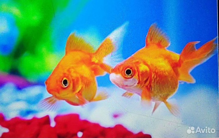 Аквариумные растения