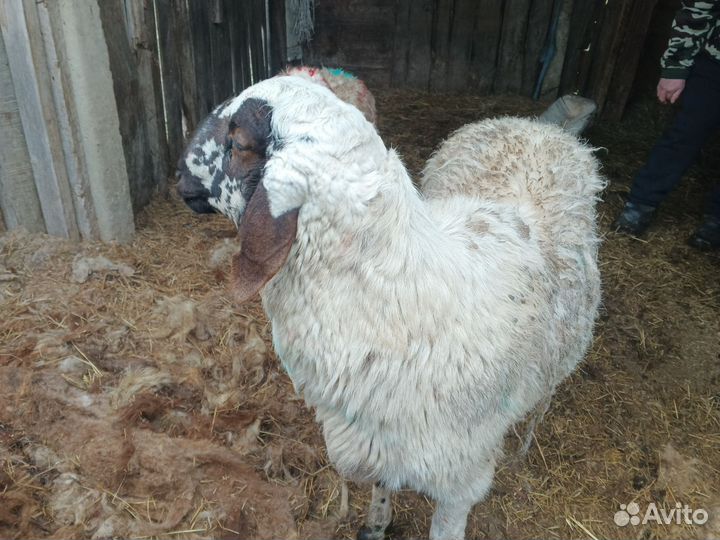 Баран на племя