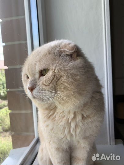 Шотландский кот вязка
