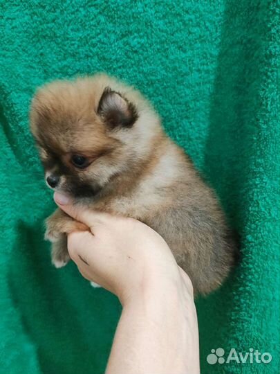 Истинные померанцы