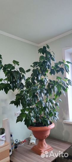 Гибискус китайская роза