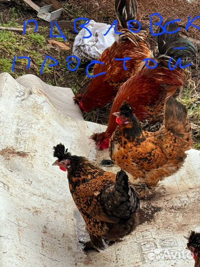 Инкубационное яйцо породы брама