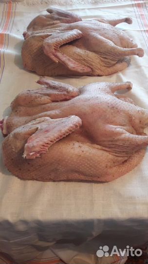 Утки домашние