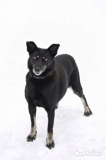 Собака в добрые руки Ласка ищет дом