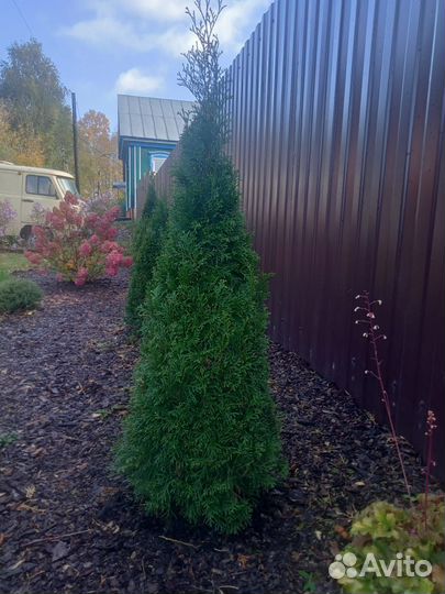 Туя Смарагд