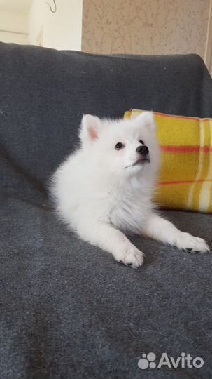 Японский шпиц Щенки