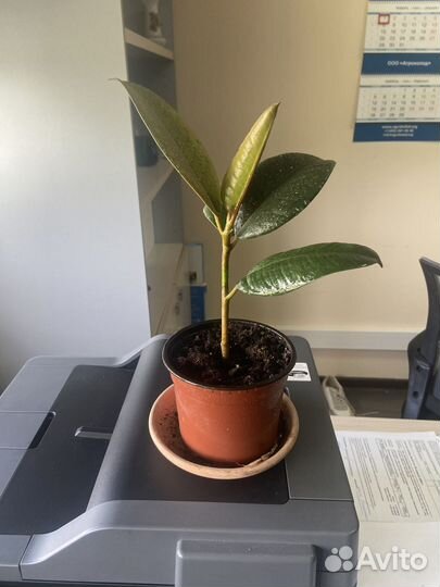 Комнатные цветы в хорошие руки