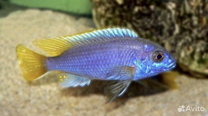 Псевдотрофеус Демасони