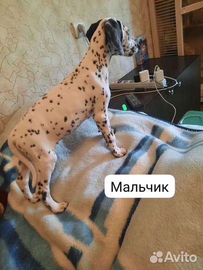 Щенки далматина